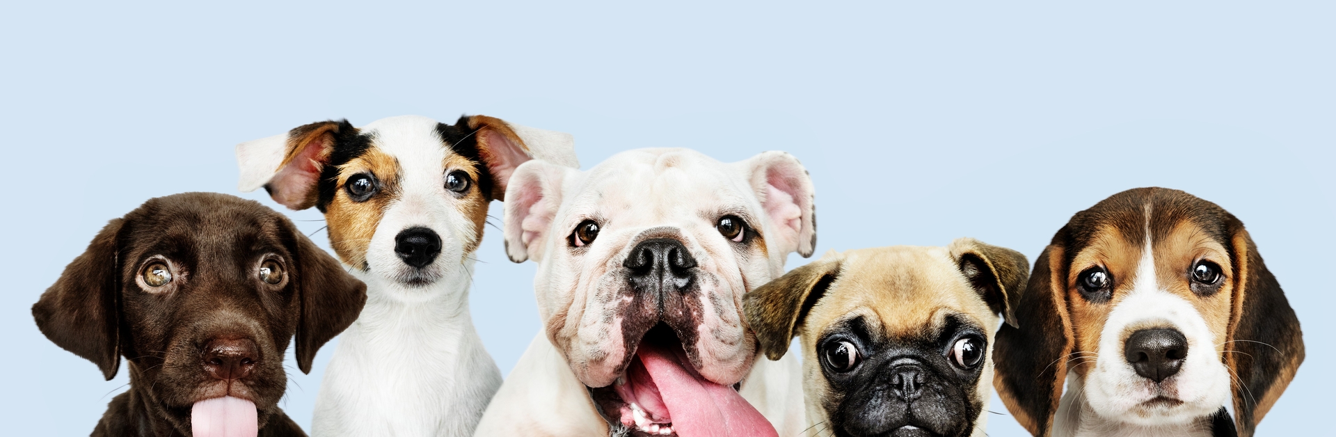 relation-enfant-animal-de-compagnie