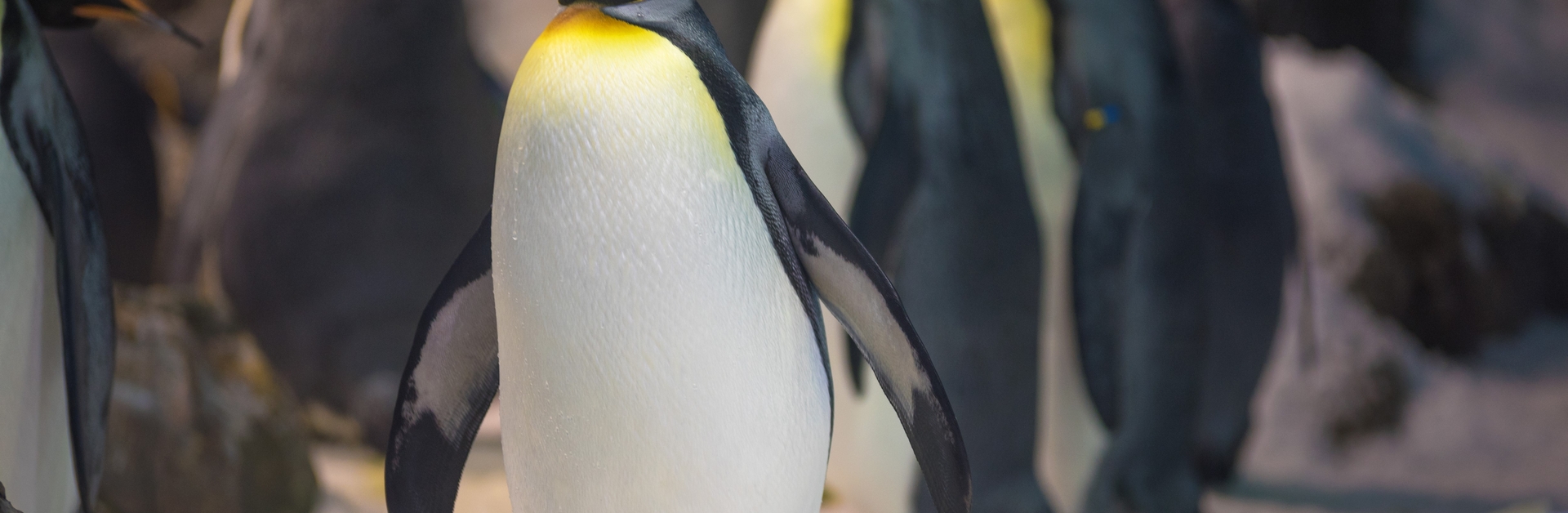 pingouins sur la banquise