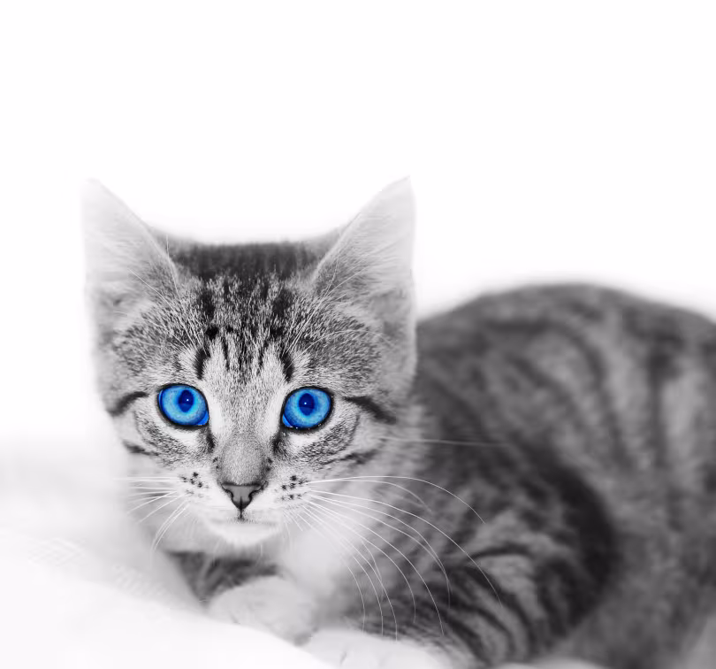 animal-enfant-chat