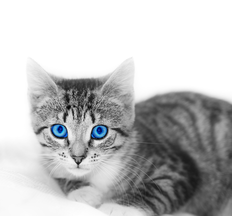 animal-enfant-chat