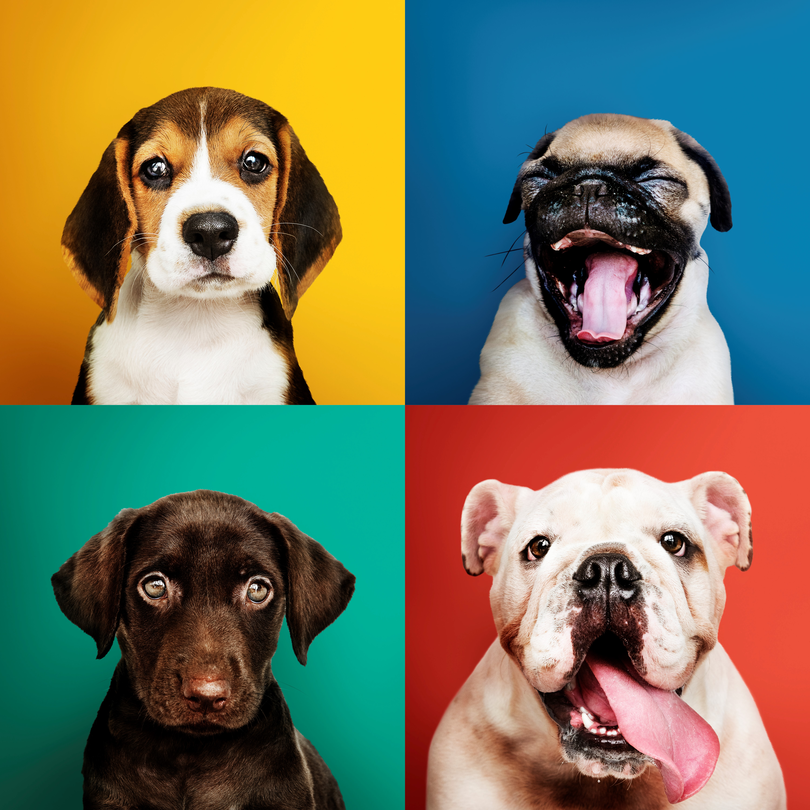 relation-enfant-animal-de-compagnie