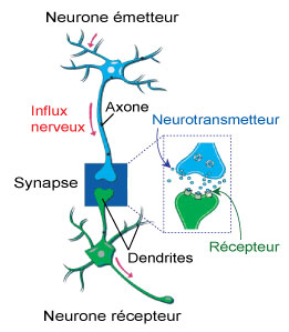 neurone-synapse