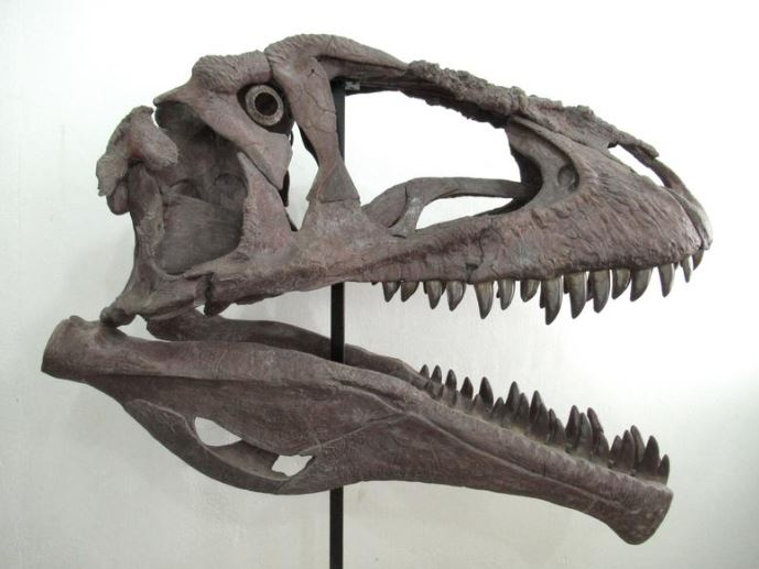 reconstruction du crâne du Meraxes gigas