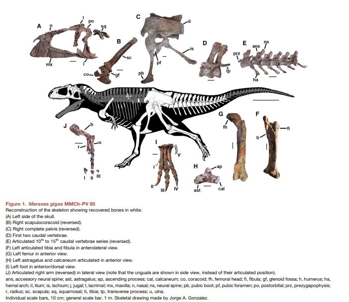 fossiles du Meraxes Gigas dinosaure retrouvé en Argentine