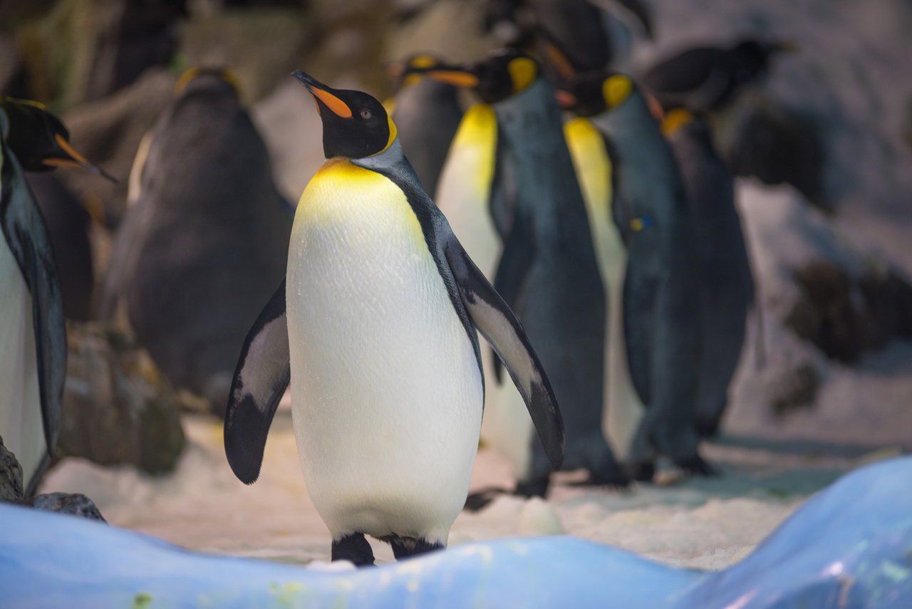 pingouins sur la banquise